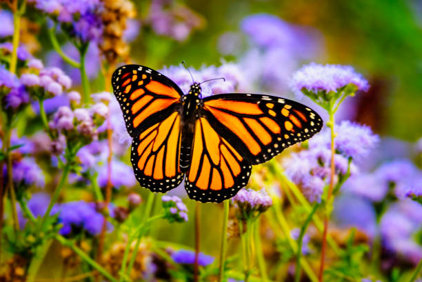 Monarch on Gregg’s Mistflower, Buda, Texas